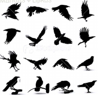 DIBUJANDO AVES.pdf